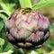 Growing purple artichoke