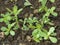 Growing purslane