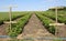 Growing raspberries on an industrial scale