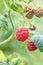 Growing raspberry