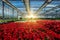 Growing red begonia flower seedlings in modern hydroponic greenhouse