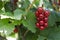 Growing red currant bunch