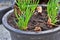 Growing red shallot bulbs into a pot at home, sprouting green shallot, starting new life. concept idea.