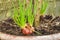 Growing red shallot bulbs into a pot at home, sprouting green shallot. starting new life, concept idea.