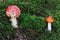 Growing red toadstool - Amanita muscaria