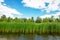 Growing reeds in the bay of the river against the background of the forest and cloudy blue sky on