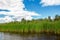 Growing reeds in the bay of the river against the background of the forest and cloudy blue sky on