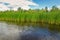 Growing reeds in the bay of the river against the background of the forest and cloudy blue sky on