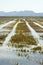 Growing rice fields in Spain. Water reflexion