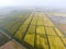 Growing rice on flooded fields. Ripe rice in the field, the beginning of harvesting. A bird\'s-eye view.