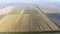 Growing rice on flooded fields. Ripe rice in the field, the beginning of harvesting. A bird\'s-eye view.