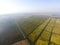 Growing rice on flooded fields. Ripe rice in the field, the beginning of harvesting. A bird\'s-eye view.