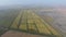 Growing rice on flooded fields. Ripe rice in the field, the beginning of harvesting. A bird\'s-eye view.