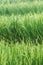 Growing rice and green grass field background