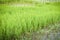 Growing rice tree