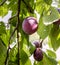 Growing ripe plums on a tree branch. Sun rays