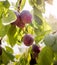 Growing ripe plums on a tree branch. Sun rays