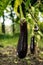 Growing the ripe purple eggplant in vegetable garden