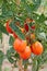 Growing ripe tomatoes at a farm.