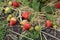 growing and ripening sweet strawberries