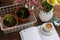 growing rosemary in a ceramic pot on a working wooden background with a cup of hot coffee.