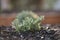 Growing Rosemary Plant in the Garden