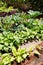 Growing rows of vegetables in a home garden