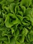 Growing salad green background