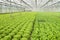 Growing salad plants in glasshouse