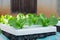 Growing salad vegetables hydroponically