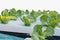 Growing salad vegetables hydroponically in a foam box