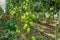 Growing of san marzano salad or sauce tomatoes in greenhouses in Lazio, Italy