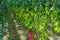 Growing of san marzano salad or sauce tomatoes in greenhouses in Lazio, Italy