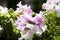 Growing from seed. blooming white petals. flower with open buds. petunia. bright lilac color flower. flowerbed in summer. spring