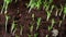 Growing seed of marigold 4k