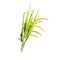 Growing seed on a white background. Rice is seed of the grass species Oryza sativa Asian rice or Oryza glaberrima African rice.