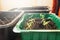 Growing seedlings at home under bright light in plastic containers. Sprouted seeds are young