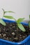 Growing seedlings in a plastic container. Green seedling sprouts. Close-up