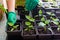 Growing seedlings, sowing seedlings, planting vegetables, home plants. The gardener`s gloved hands carry pepper seedlings in pots