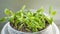 Growing seedlings of tomatoes and peppers on the windowsill in plastic pots. Recycling and recycling plastic