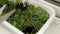 Growing seeds for lettuce, arugula, mustard for healthy salad. Fresh mix microgreens salad