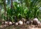 The growing shoots of coconut palms