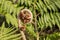 Growing silver fern frond