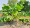 Growing single sugar beet on field close-up