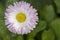 Growing Single White Daisy with Pink/Purple Tips