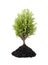 Growing small green tree