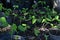 A growing small organic tree saplings from the rich soil in a startup farmer glasshouse under warm morning sunlights