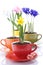 Growing spring flowers in a cup