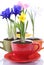 Growing spring flowers in a cup