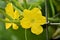 Growing Squash Yellow flower with foliage